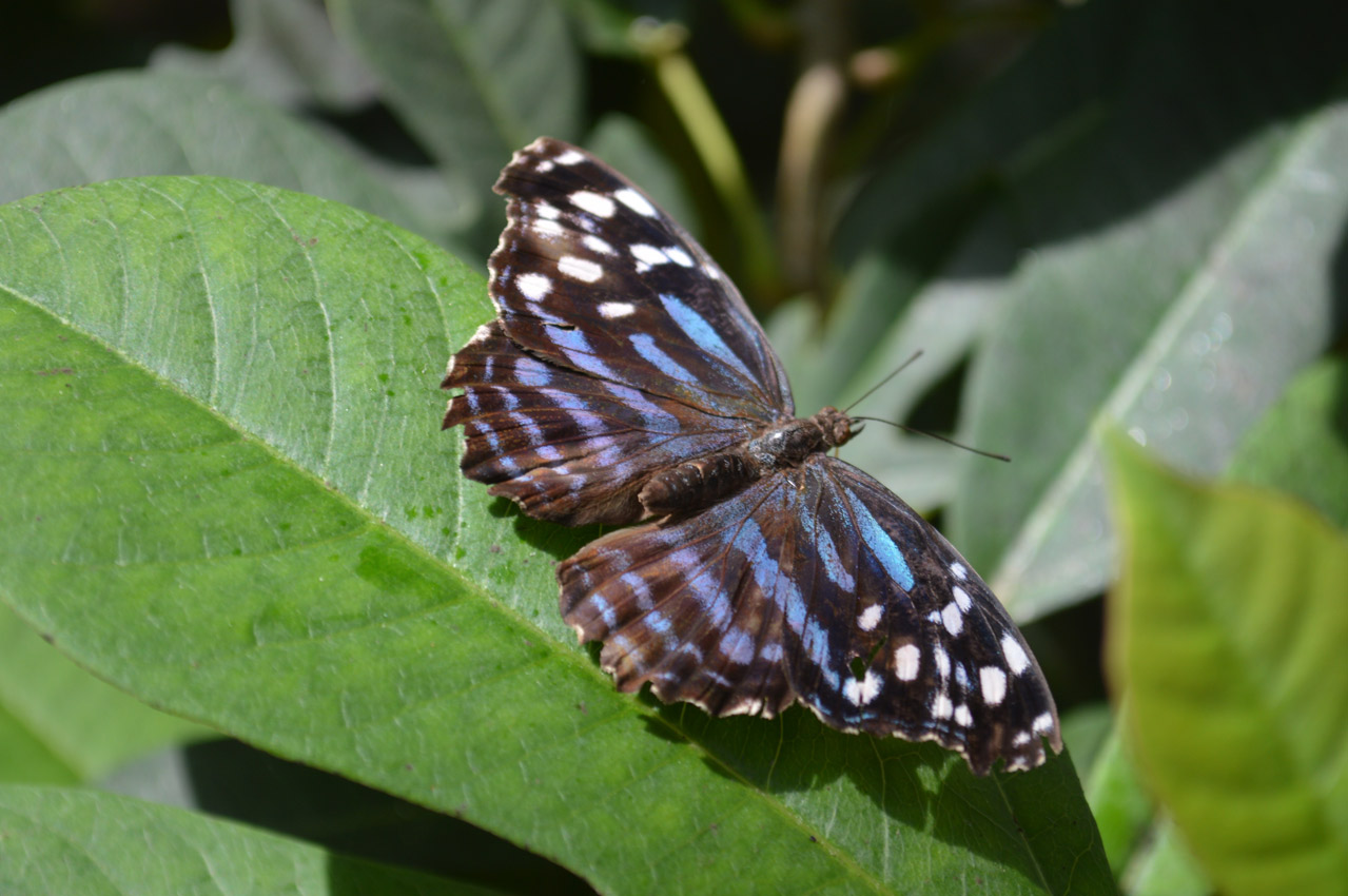 butterfly species on a leaf