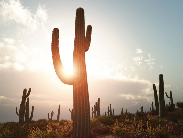 photo of cactus at sunrise