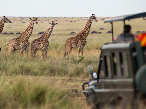 giraffes and a jeep