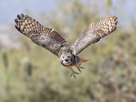 photo of an owl in flight